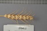 Click for 1 image(s) for this accession. Spike